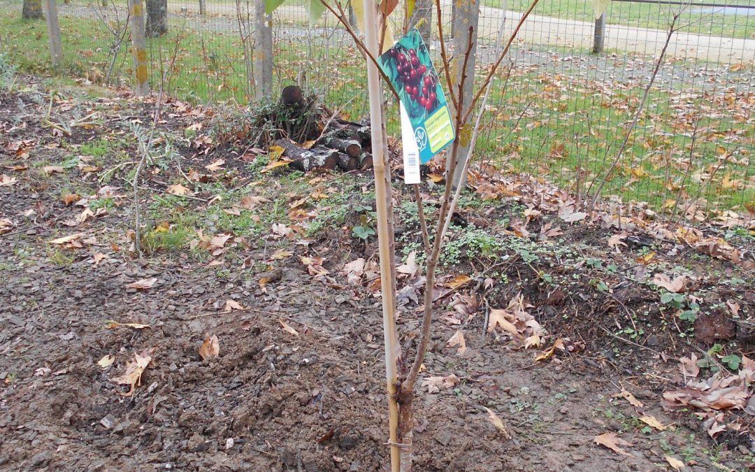 On a planté des arbres