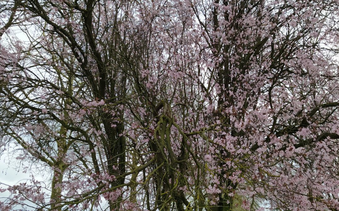 Le printemps au jardin